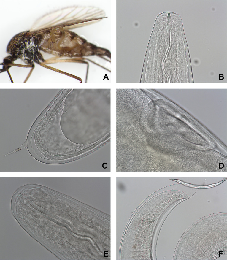 Three Aedes species infested by mermithids in France.