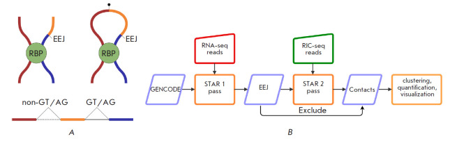 RNAcontacts: A Pipeline for Predicting Contacts from RNA Proximity Ligation Assays.