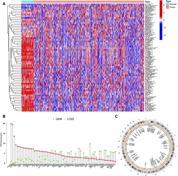 Identification and validation of molecular subtype and prognostic signature for lung adenocarcinoma based on neutrophil extracellular traps.