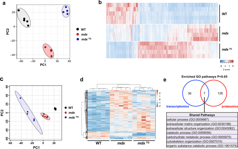 Multi-omics analysis of sarcospan overexpression in mdx skeletal muscle reveals compensatory remodeling of cytoskeleton-matrix interactions that promote mechanotransduction pathways.