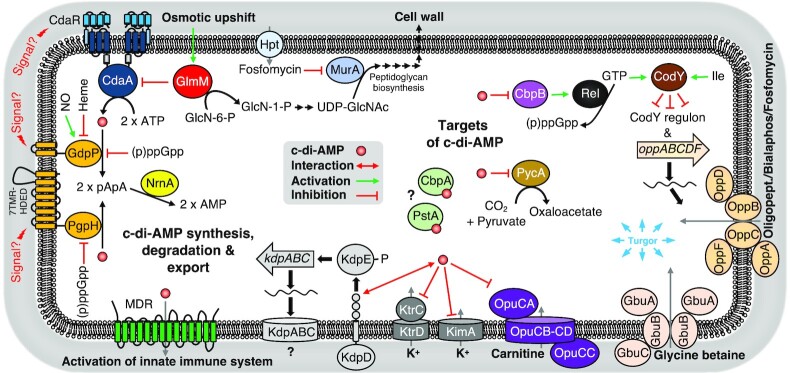 Cyclic di-AMP, a multifaceted regulator of central metabolism and osmolyte homeostasis in <i>Listeria monocytogenes</i>.