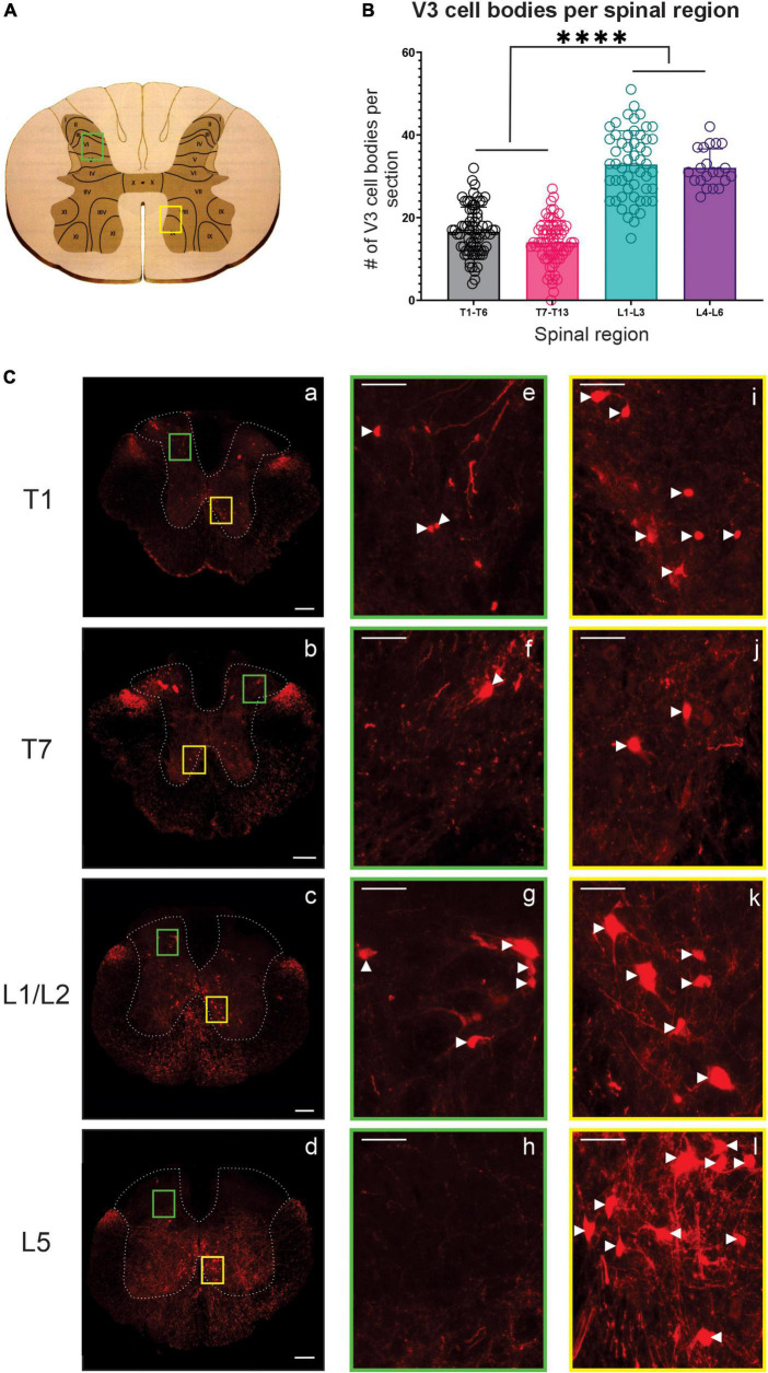 Lumbar V3 interneurons provide direct excitatory synaptic input onto thoracic sympathetic preganglionic neurons, linking locomotor, and autonomic spinal systems.