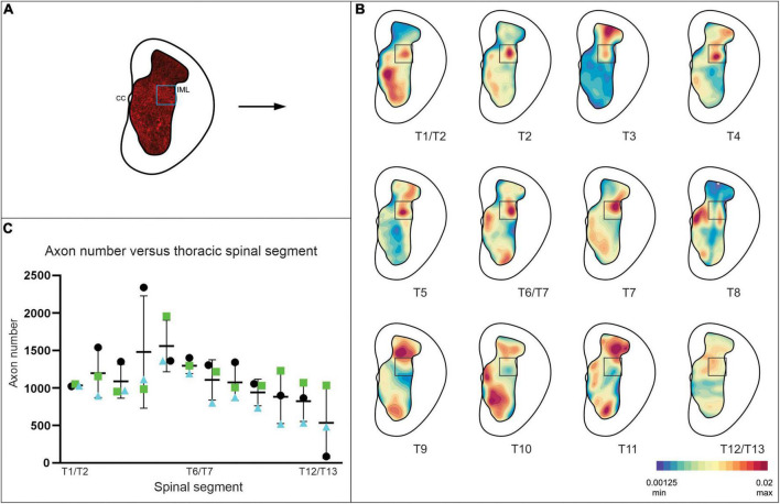 Lumbar V3 interneurons provide direct excitatory synaptic input onto thoracic sympathetic preganglionic neurons, linking locomotor, and autonomic spinal systems.