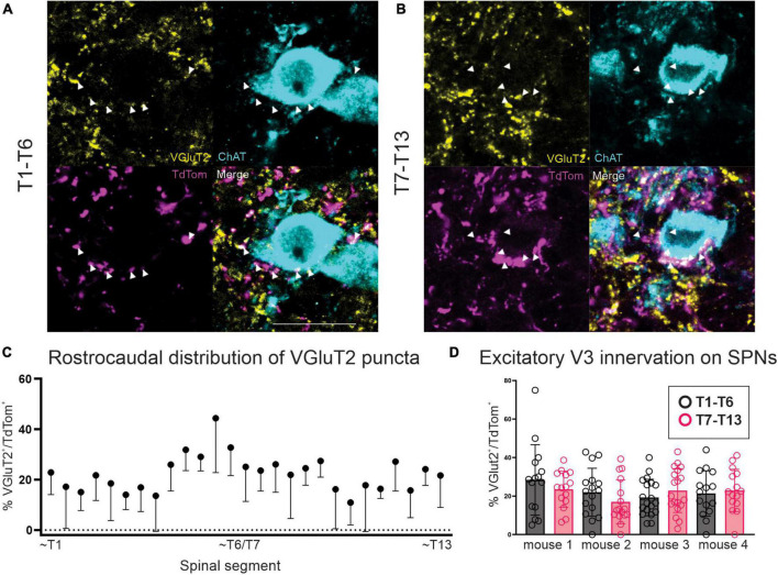 Lumbar V3 interneurons provide direct excitatory synaptic input onto thoracic sympathetic preganglionic neurons, linking locomotor, and autonomic spinal systems.