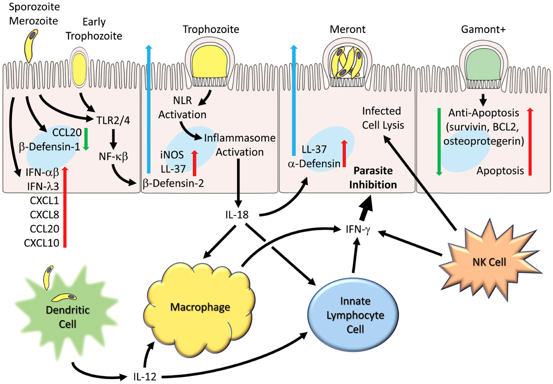 Early immune and host cell responses to <i>Cryptosporidium</i> infection.