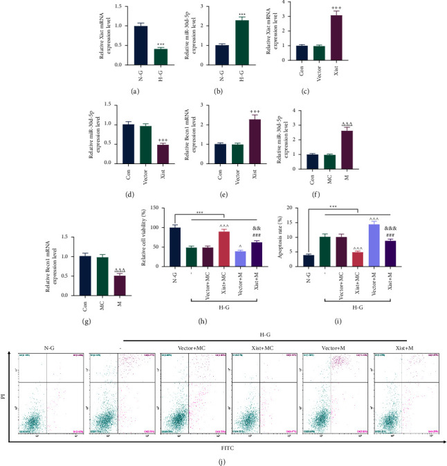 LncRNA X Inactive Specific Transcript Exerts a Protective Effect on High Glucose-Induced Podocytes by Promoting the Podocyte Autophagy via miR-30d-5p/BECN-1 Axis.