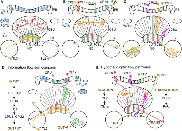 Integration of optic flow into the sky compass network in the brain of the desert locust.