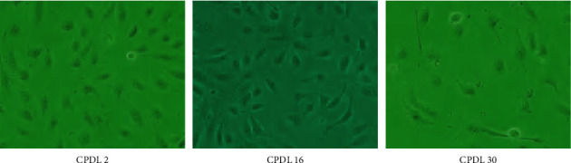 Exogenous Hydrogen Sulfide Activates PI3K/Akt/eNOS Pathway to Improve Replicative Senescence in Human Umbilical Vein Endothelial Cells.