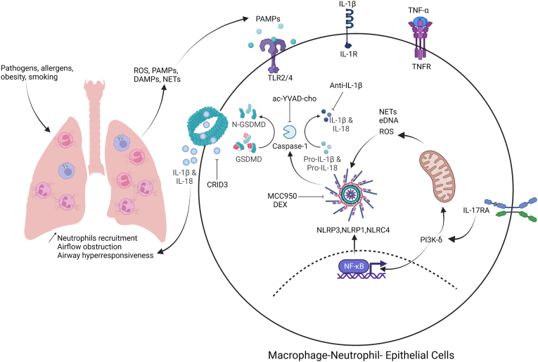 Role of inflammasome in severe, steroid-resistant asthma