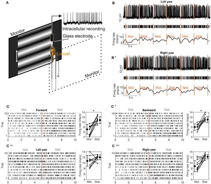 Integration of optic flow into the sky compass network in the brain of the desert locust.