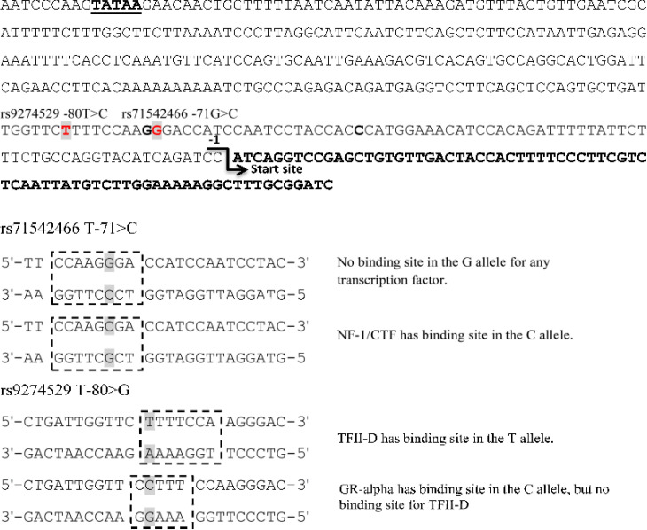 The genetic polymorphisms at the promoter region of <i>HLA-DQB1</i> gene, creating responsive elements for NF1/CTF and converting the TFII-D binding site to GR-alpha.