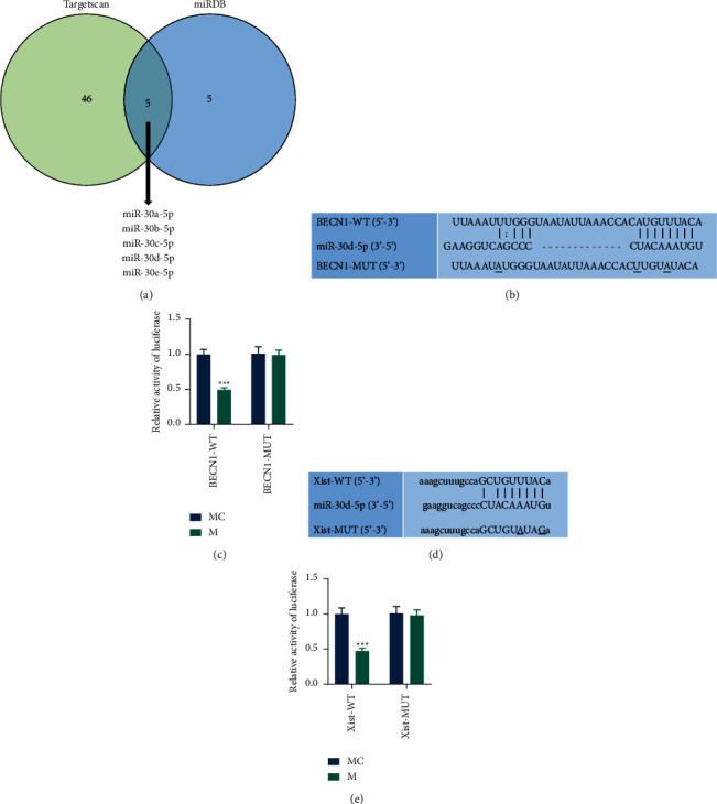 LncRNA X Inactive Specific Transcript Exerts a Protective Effect on High Glucose-Induced Podocytes by Promoting the Podocyte Autophagy via miR-30d-5p/BECN-1 Axis.