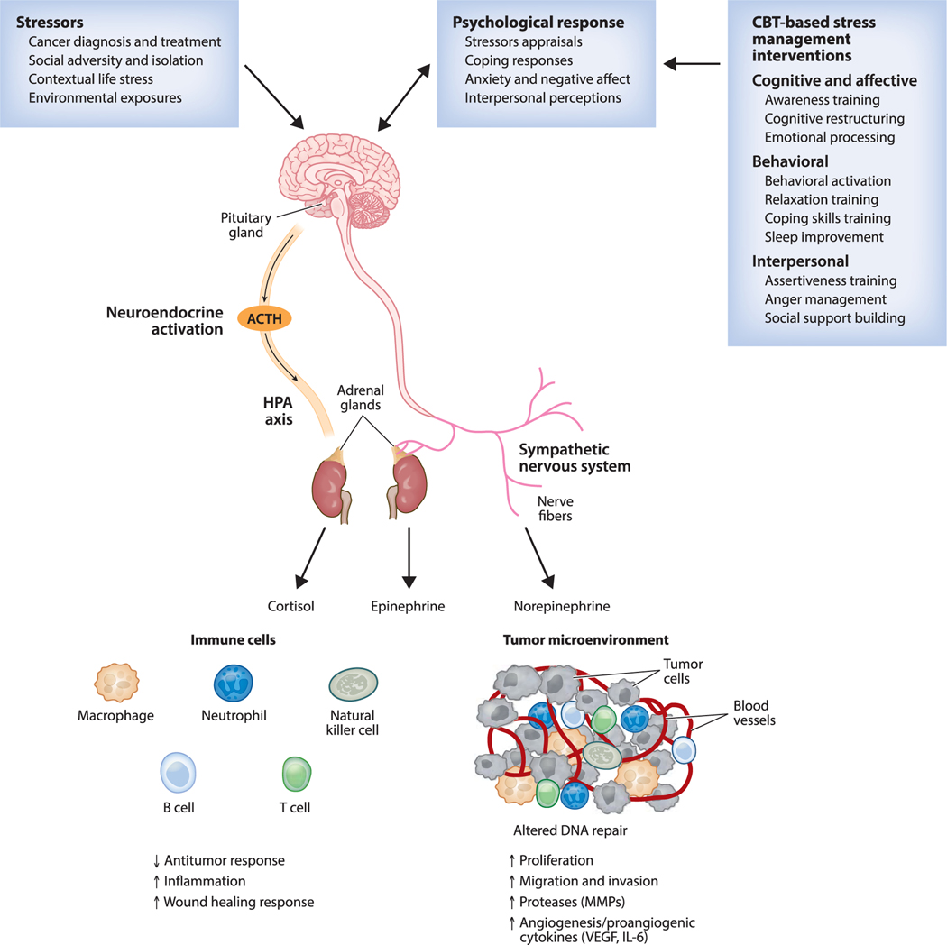 Stress Management Interventions to Facilitate Psychological and Physiological Adaptation and Optimal Health Outcomes in Cancer Patients and Survivors.