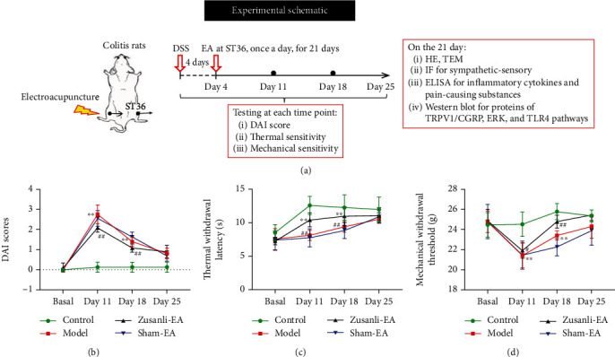 Electroacupuncture Zusanli (ST36) Relieves Somatic Pain in Colitis Rats by Inhibiting Dorsal Root Ganglion Sympathetic-Sensory Coupling and Neurogenic Inflammation.