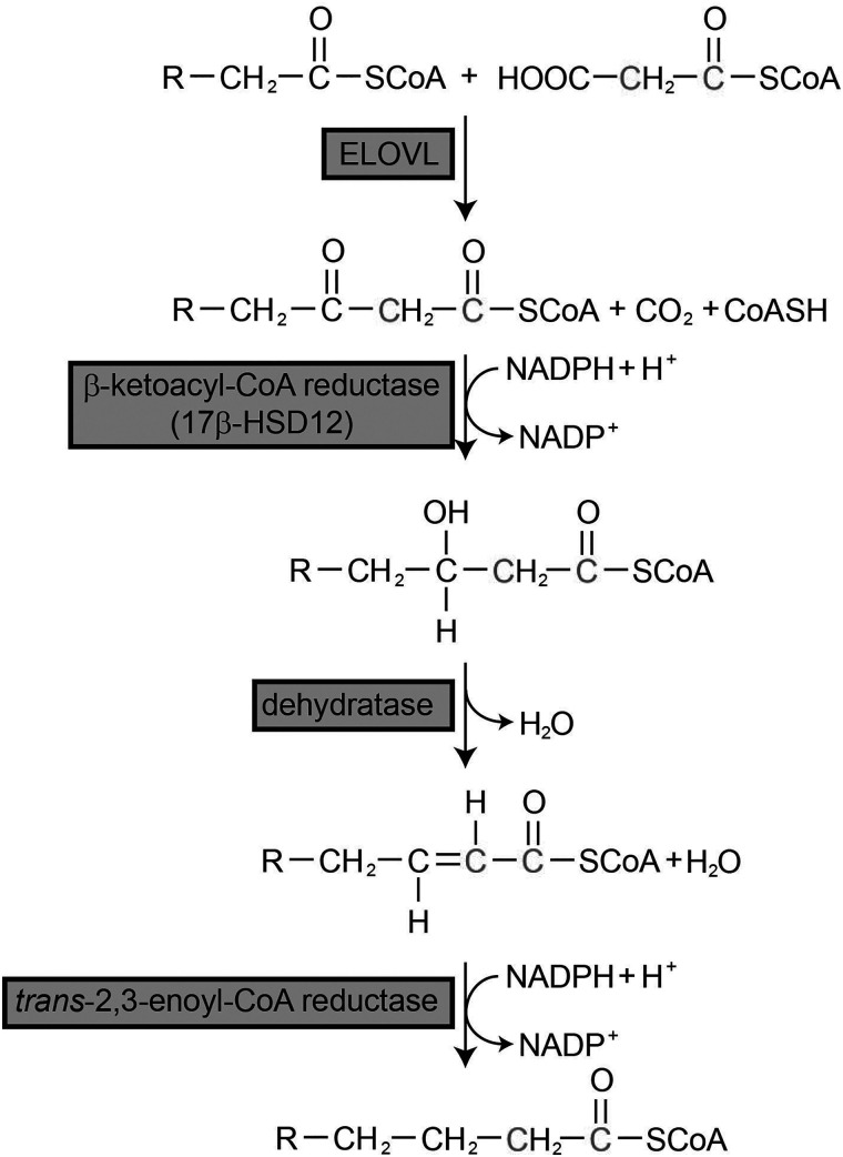 Emerging roles of polyunsaturated fatty acid synthesis pathway in colorectal cancer.