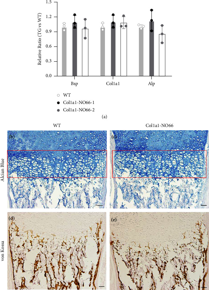 Osteoblast-Specific Overexpression of Nucleolar Protein <i>NO66</i>/RIOX1 in Mouse Embryos Leads to Osteoporosis in Adult Mice.