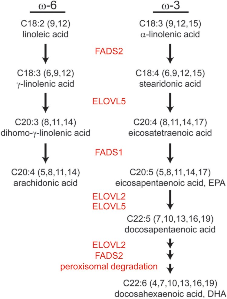 Emerging roles of polyunsaturated fatty acid synthesis pathway in colorectal cancer.