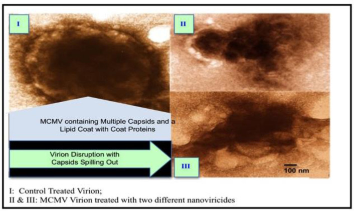 Prospect of nanomaterials as antimicrobial and antiviral regimen.