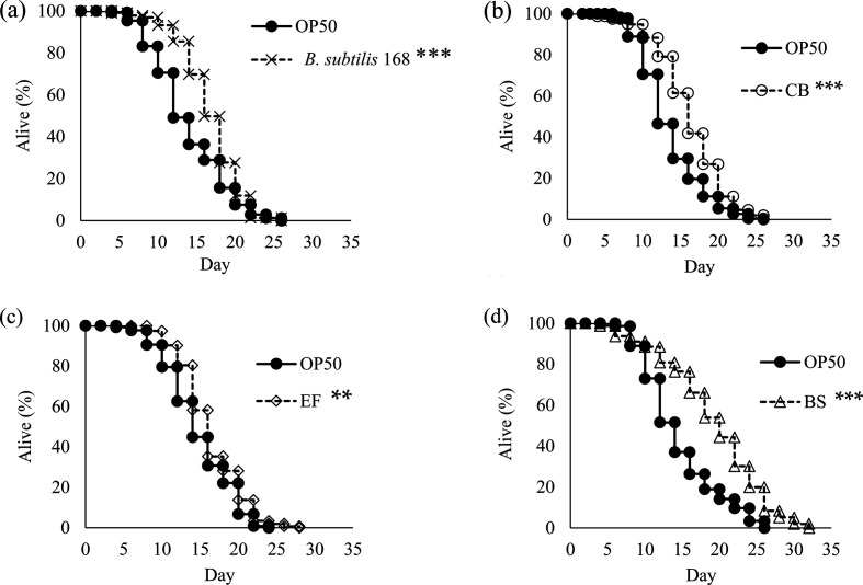 <i>Bacillus subtilis</i> TO-A extends the lifespan of <i>Caenorhabditis elegans</i>.