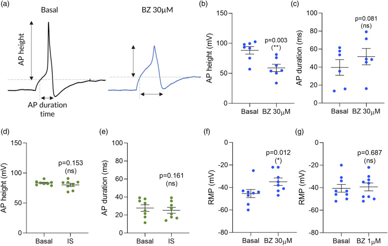 Benzydamine plays a role in limiting inflammatory pain induced by neuronal sensitization.