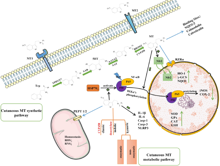 Mechanism of action and promising clinical application of melatonin from a dermatological perspective