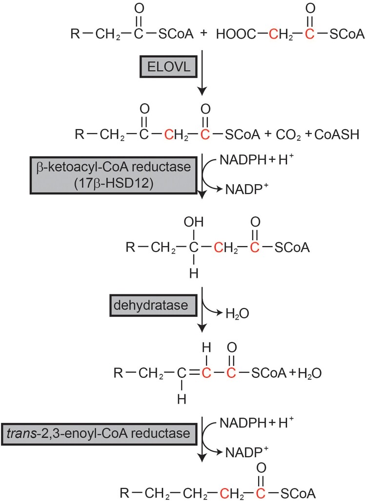 Emerging roles of polyunsaturated fatty acid synthesis pathway in colorectal cancer.