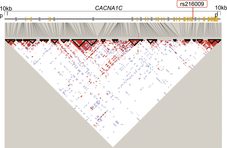 The rs216009 single-nucleotide polymorphism of the <i>CACNA1C</i> gene is associated with phantom tooth pain.