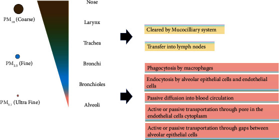 A Review of the <i>GSTM1</i> Null Genotype Modifies the Association between Air Pollutant Exposure and Health Problems.