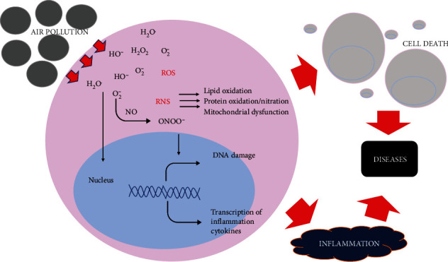 A Review of the <i>GSTM1</i> Null Genotype Modifies the Association between Air Pollutant Exposure and Health Problems.