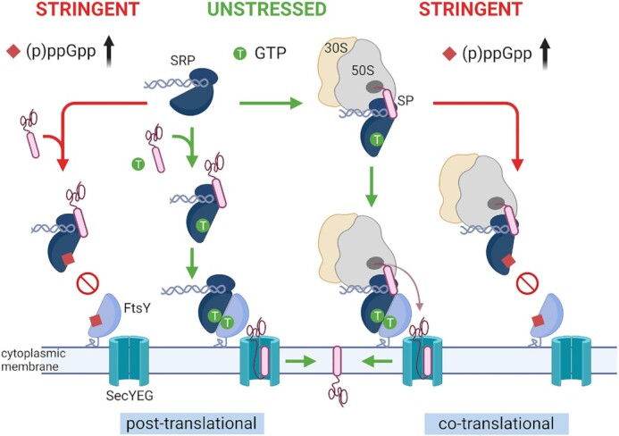 Recent advances and perspectives in nucleotide second messenger signaling in bacteria.