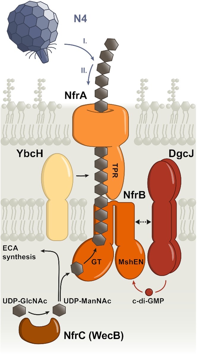 Recent advances and perspectives in nucleotide second messenger signaling in bacteria.