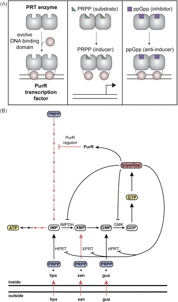 Recent advances and perspectives in nucleotide second messenger signaling in bacteria.