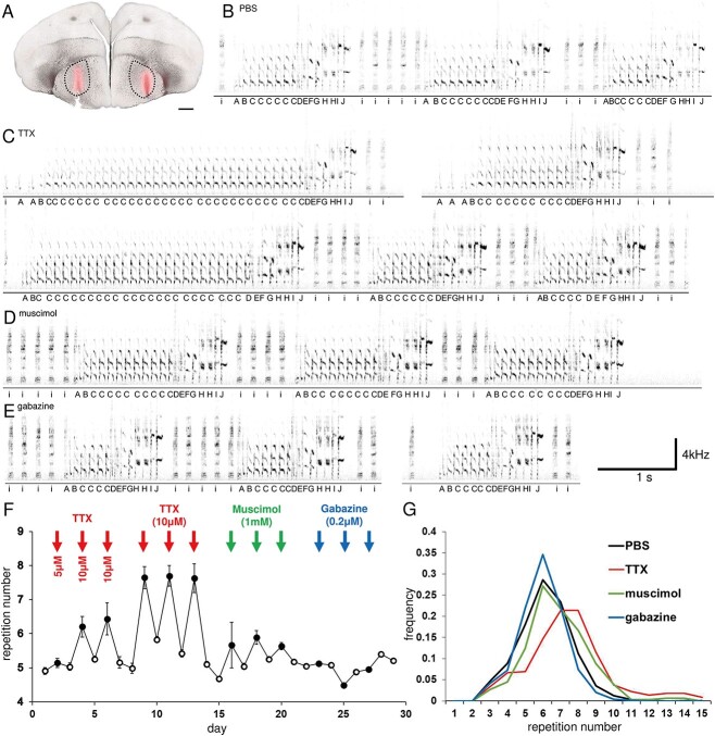 Reversible inhibition of the basal ganglia prolongs repetitive vocalization but only weakly affects sequencing at branch points in songbirds.