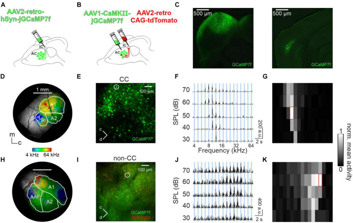 Distinct topographic organization and network activity patterns of corticocollicular neurons within layer 5 auditory cortex.