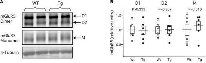 mGluR-dependent plasticity in rodent models of Alzheimer's disease.