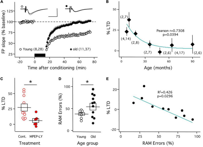 mGluR-dependent plasticity in rodent models of Alzheimer's disease.