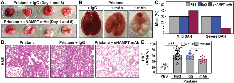 eNAMPT/TLR4 inflammatory cascade activation is a key contributor to SLE Lung vasculitis and alveolar hemorrhage