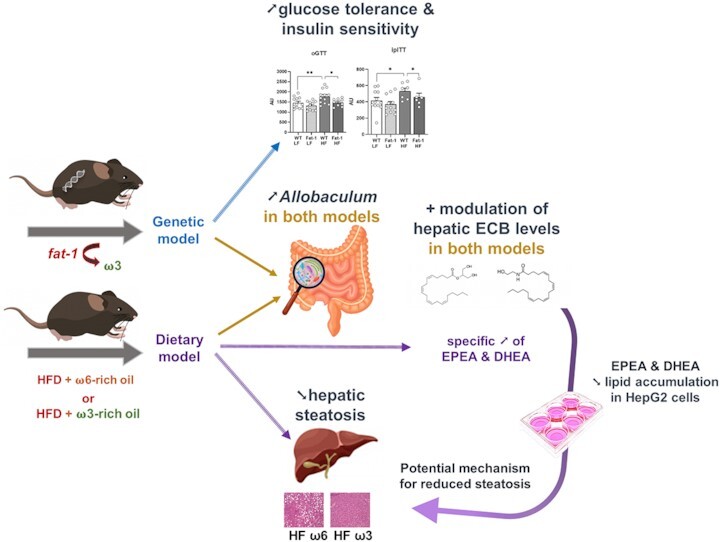 Comparing Transgenic Production to Supplementation of ω-3 PUFA Reveals Distinct But Overlapping Mechanisms Underlying Protection Against Metabolic and Hepatic Disorders.