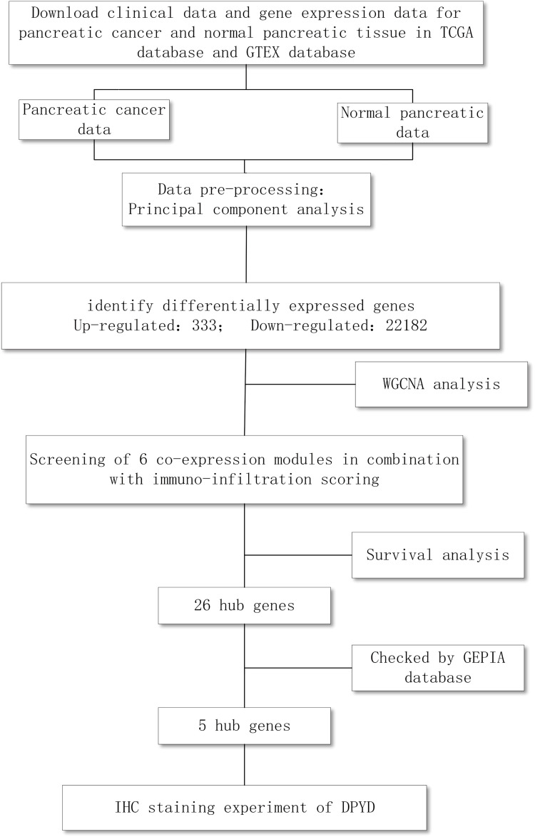 Exploration and Validation of Pancreatic Cancer Hub Genes Based on Weighted Gene Co-Expression Network Analysis and Immune Infiltration Score Analysis.