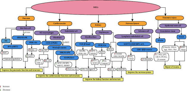 Research Progress on Mesenchymal Stem Cells for the Treatment of Diabetes and Its Complications.