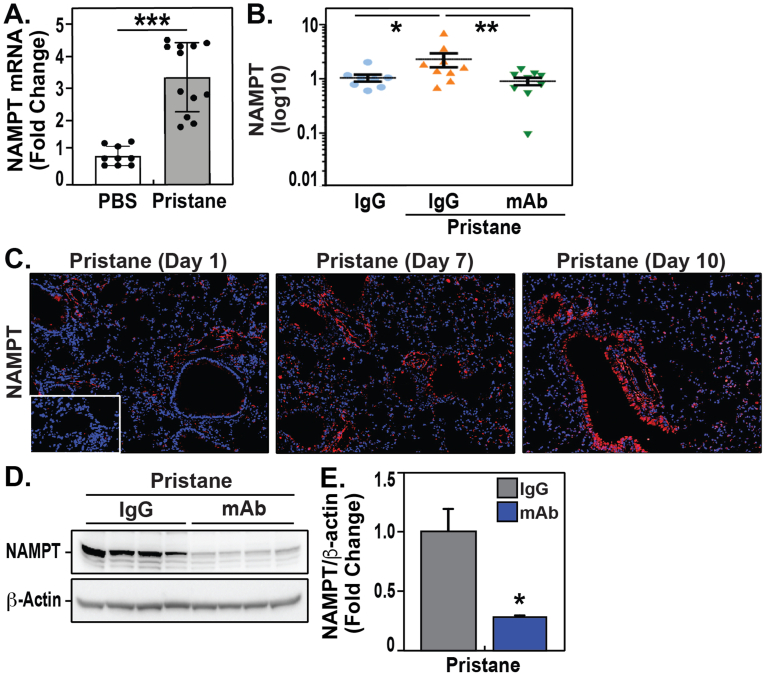 eNAMPT/TLR4 inflammatory cascade activation is a key contributor to SLE Lung vasculitis and alveolar hemorrhage