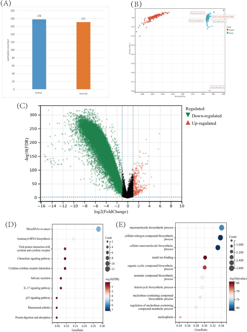 Exploration and Validation of Pancreatic Cancer Hub Genes Based on Weighted Gene Co-Expression Network Analysis and Immune Infiltration Score Analysis.