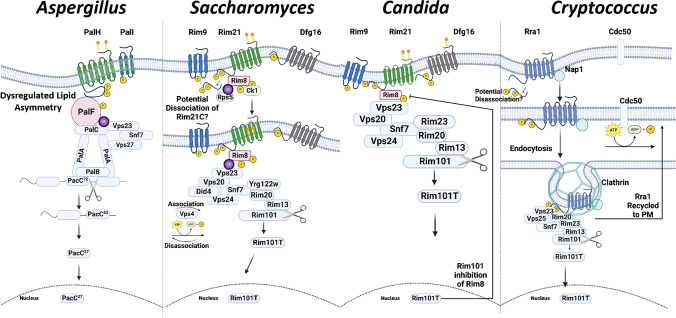 Conserved and Divergent Features of pH Sensing in Major Fungal Pathogens.