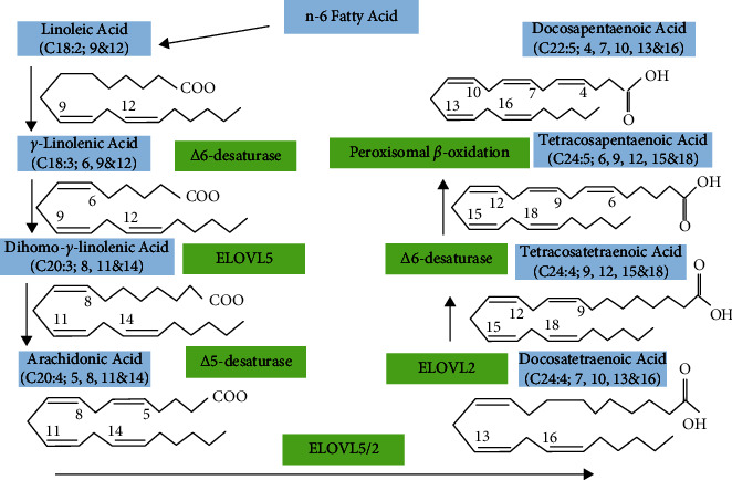 Omega-6: Its Pharmacology, Effect on the Broiler Production, and Health.