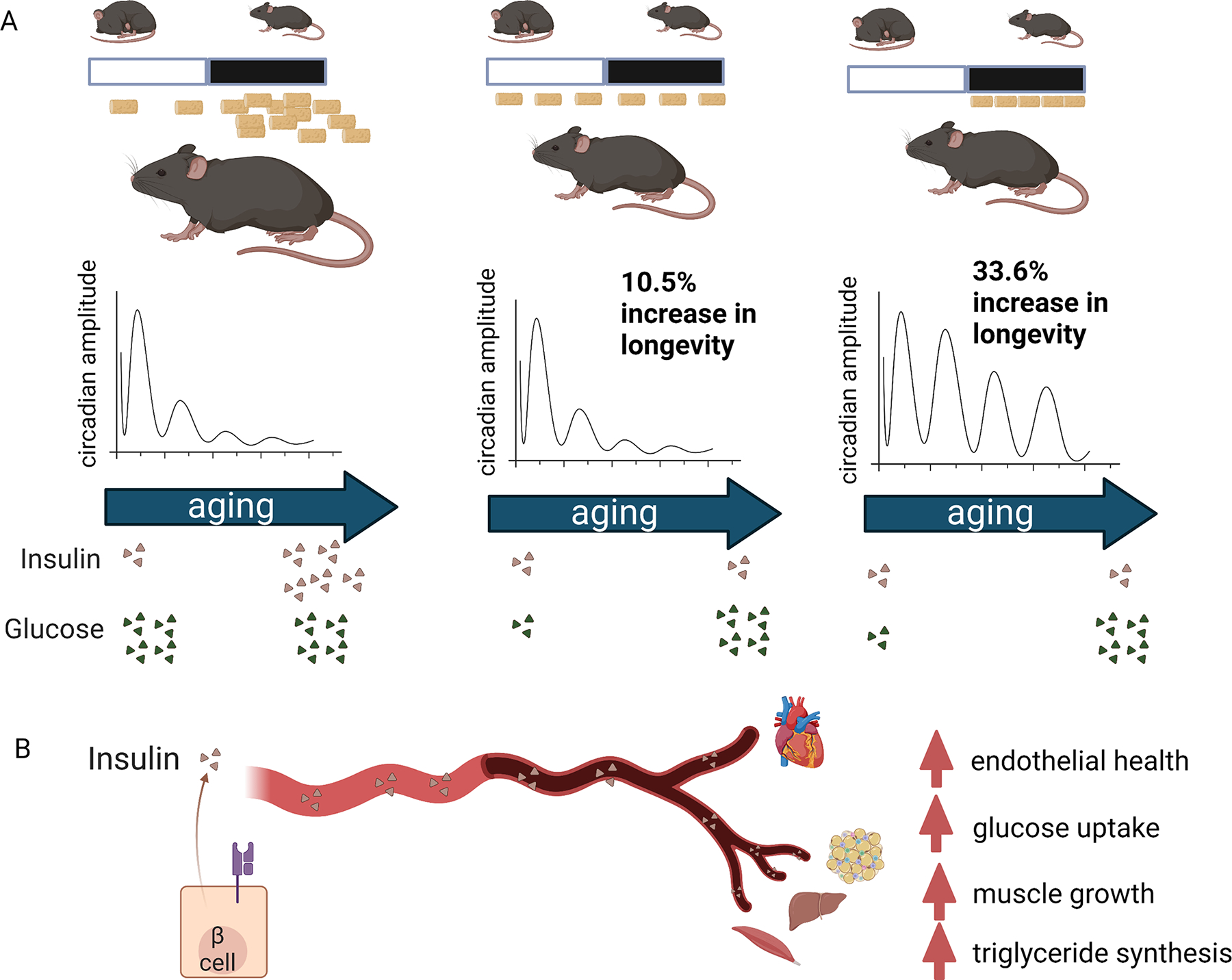 The importance of "when" in calorie restriction-induced lifespan extension.