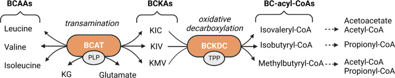 The emerging role of the branched chain aminotransferases, BCATc and BCATm, for anti-tumor T-cell immunity.