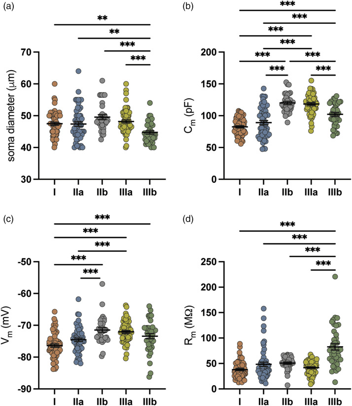 Non-nociceptive and nociceptive-like trigeminal Aβ-afferent neurons of rats: Distinct electrophysiological properties, mechanical and chemical sensitivity.