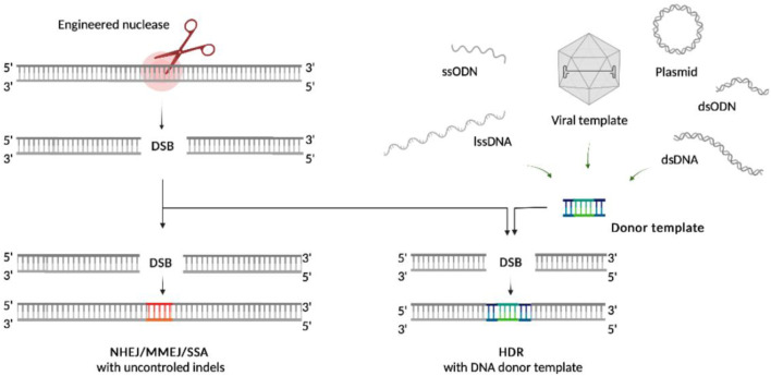 In search of an ideal template for therapeutic genome editing: A review of current developments for structure optimization.