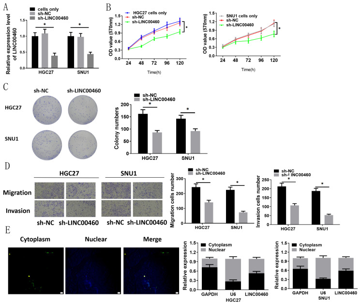 LINC00460 mediates HMGA2 expression through binding to miRNA-143-5p competitively in gastric carcinoma.