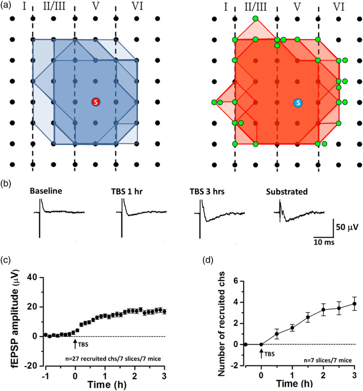 Silent synapses in pain-related anterior cingulate cortex.